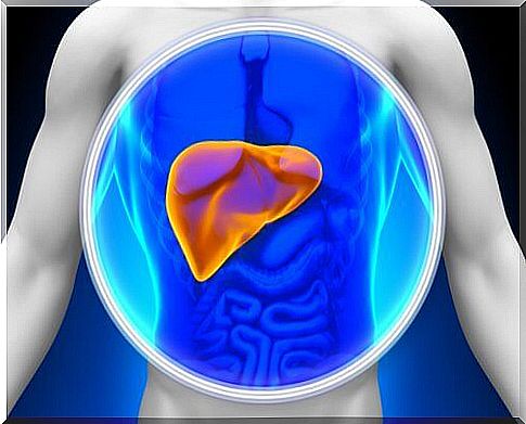 Liver in the body