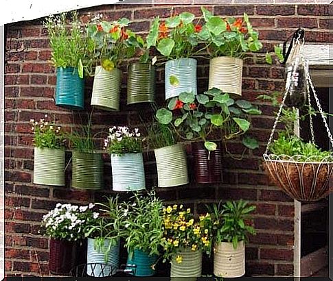 hanging plants