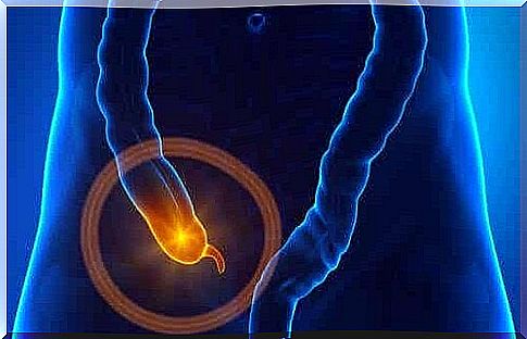 Characteristics and function of the cecum