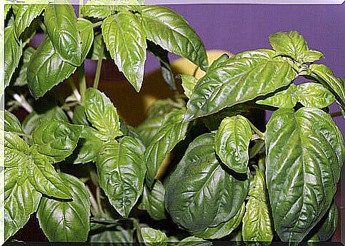 Fighting stomach pain with basil