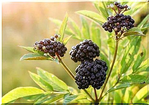 Find quick relief from the flu with elderberry