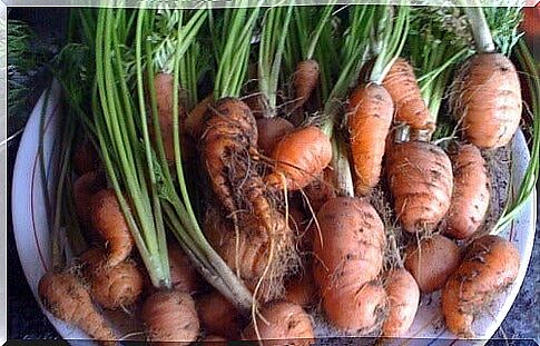 Grow your own carrots at home