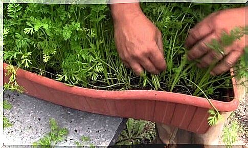 Growing carrots