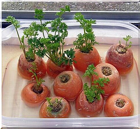 carrot tops