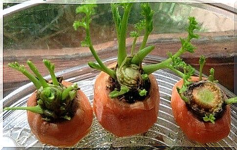 Germinated Carrots