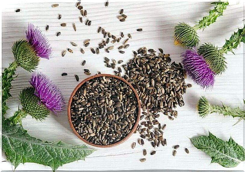 Fight indigestion with milk thistle