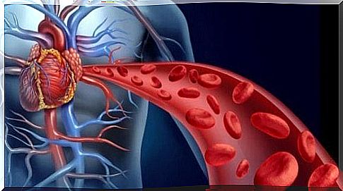 Circulatory system