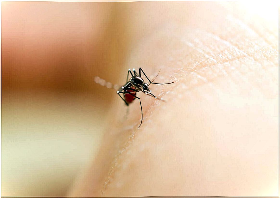 mosquito that bites