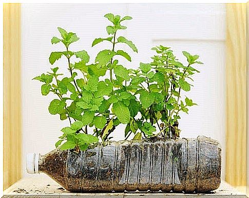 A miniature garden with plastic bottles