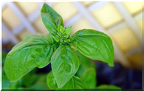 basil plant