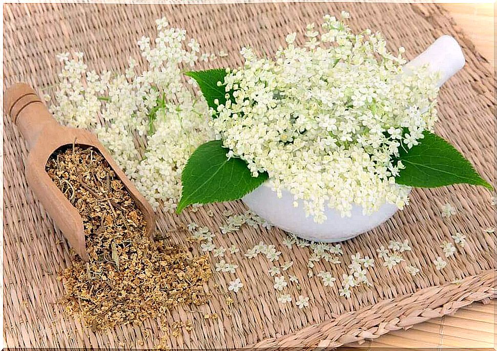 White meadowsweet