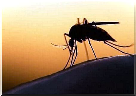 Malaria mosquito at dusk