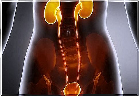 Tips to take care of your kidneys and bladder