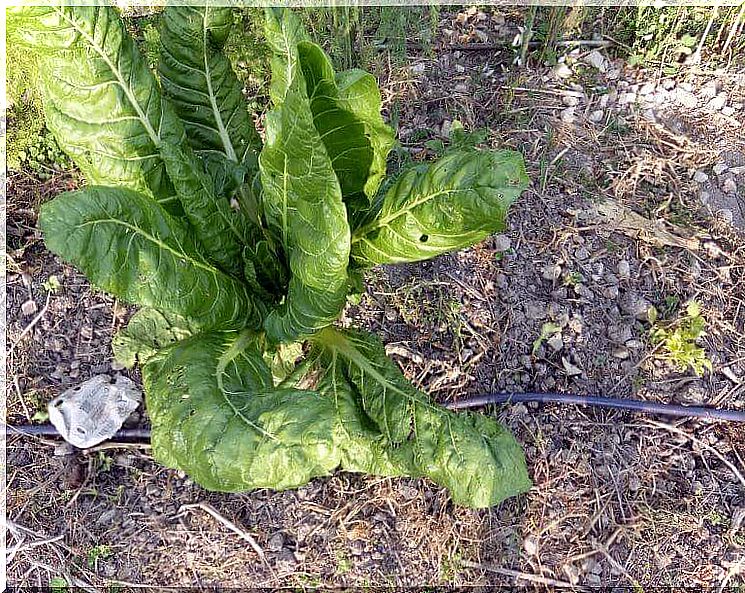 Swiss chard contains a large amount of potassium