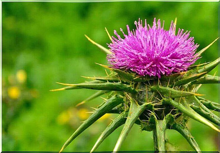 Milk thistle contains a large amount of potassium