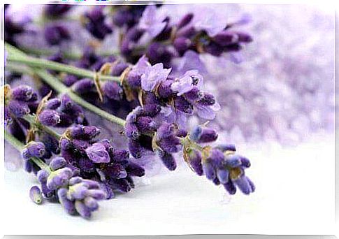 You prevent smelly shoes with lavender